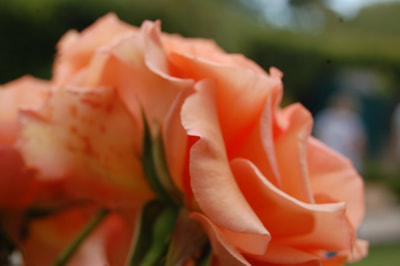 The Underside of a peach coloured rose in bloom