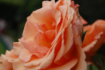 The side view close up of a peach coloured rose in bloom