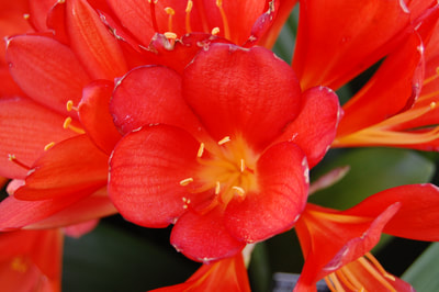 Close up of vivid 6 petaled bright red flowers with a yellow center