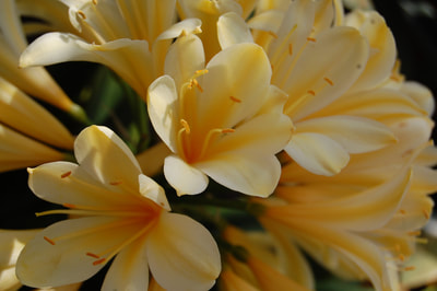 Close up of Yellow flowers - the petals are elongated and the colour goes from bright yellow at their center to a pale yellow at the edges