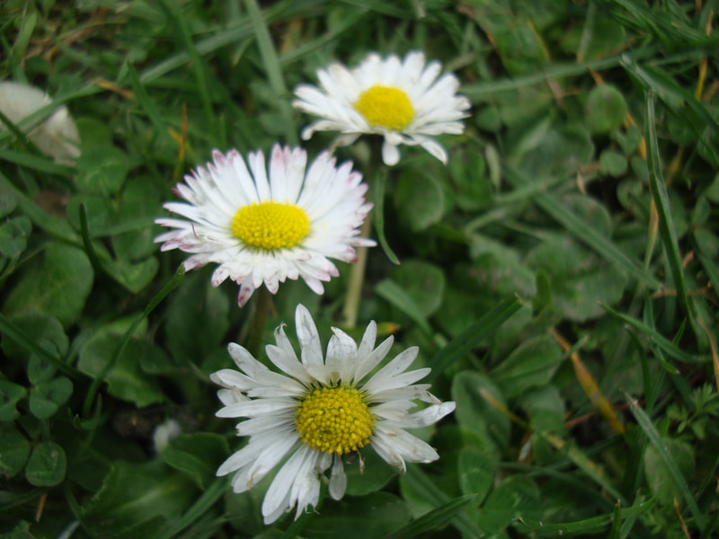 Close up of three daisies in a row...a daisy chain!