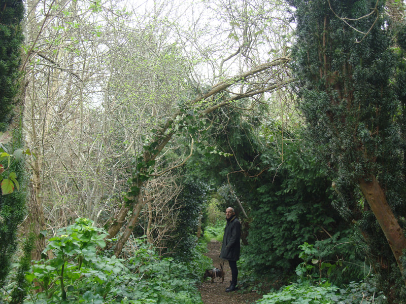 Ian and Murphy the dog walking through Yew tree avenue in the Enchanted Woods