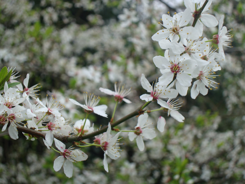 Close up of Hawthorn blossoms fully open to Spring
