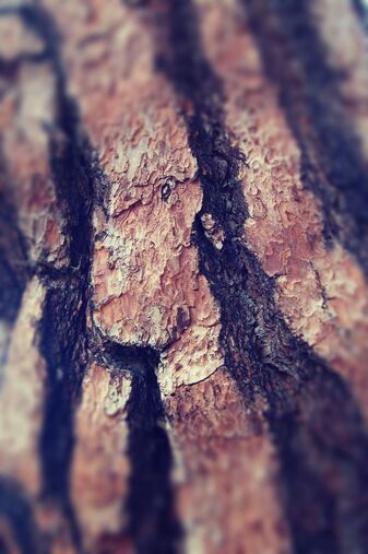 Close up picture of Tree bark