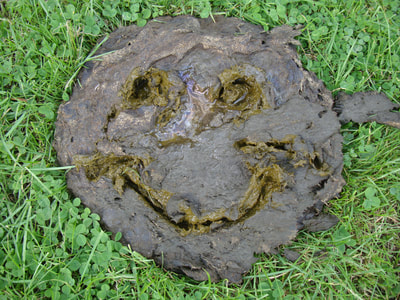 An almost perfectly round cow pat - we were inspired to draw a smiley face in it - with a stick though, not with our finger!