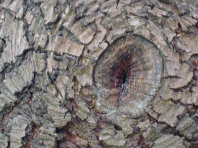 Close up of a deep knot in a tree trunk which looks like an eye