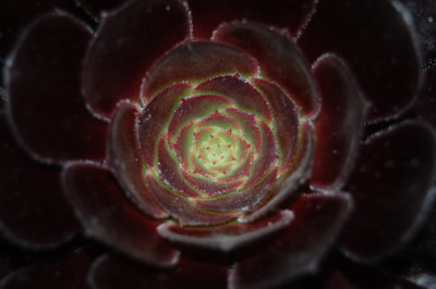 Kew Gardens - Close up of a succulent plant with dark red lotus-shaped leaves, the middle of the plant is bright green and it's geometry pulls you in