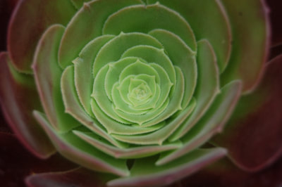 The same succulent plant as before, only a younger version, so the leaves are bright green with just a tinge of red on the tips of them