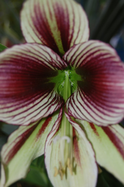 Kew gardens - A close up of an orchid bloom - it has a green center with white and maroon petals - the pattern on the petals looks like the magnetic field of the Earth