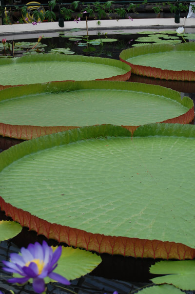 Kew Gardens - Massive Lilly pads - bright green tables sitting on top of the water
