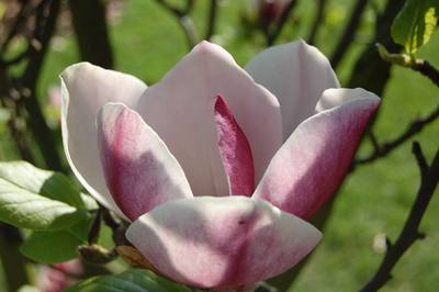 Kew Gardens - close up of a magnolia bloom just opened up - pink and white