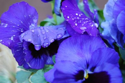 A close up of bright violet pansies in the early morning dew - you can see the individual drop of water on the petals