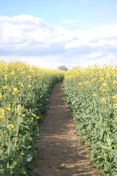 A path cleared through the yellow rapeseed fields...on the way to Lullingstone