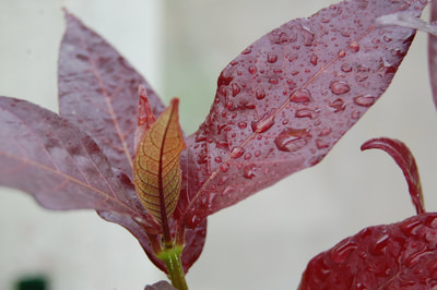 A close up of water droplets on a dark red leafed plant