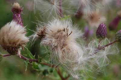 Close up of thistles once they have gone to seed and turned into fluff monsters