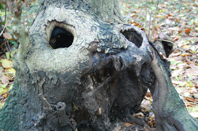 Abbey Wood - an old tree stump which bears a striking resemblance to the face of a hare, complete with a floppy ear
