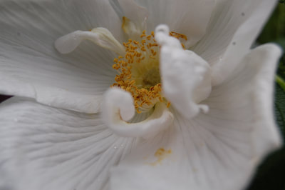 A close up of a pure white flower with bright yellow stamen
