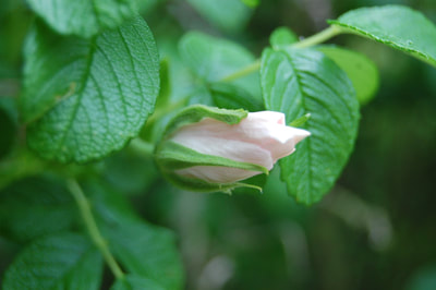 Close op of a white rose bud about to blossom - it's bright green leaves surround it