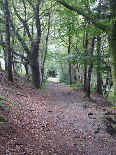 Dartmoor, Devon - A straight, tree lined, root poked path though Yana Woods in  Devon